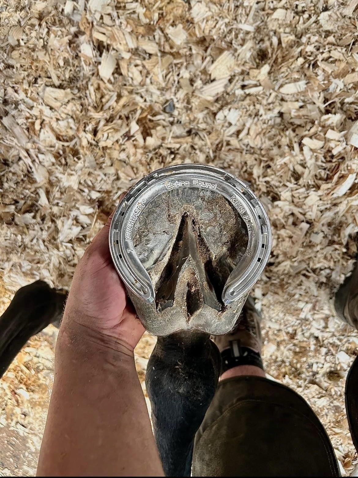 racehorse shoe